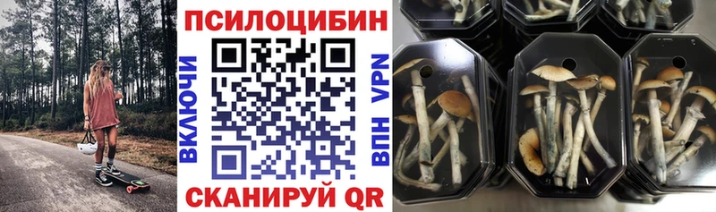 Псилоцибиновые грибы Psilocybe  Малоархангельск 